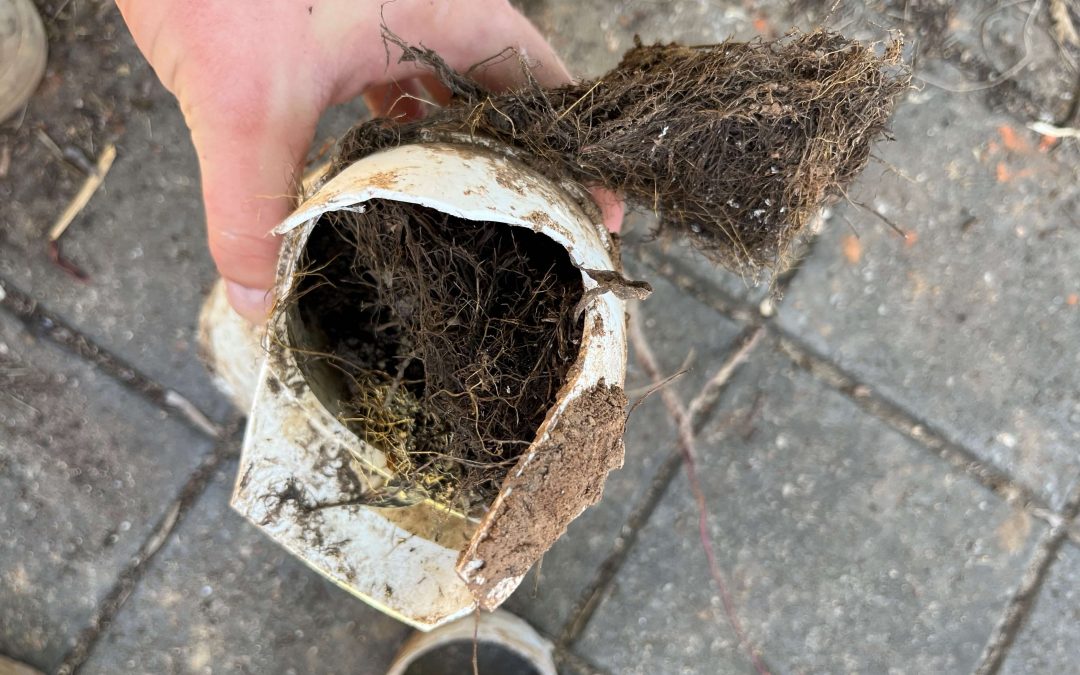 Tree Roots Blocking Your Pipes This Winter? Catch It Early!