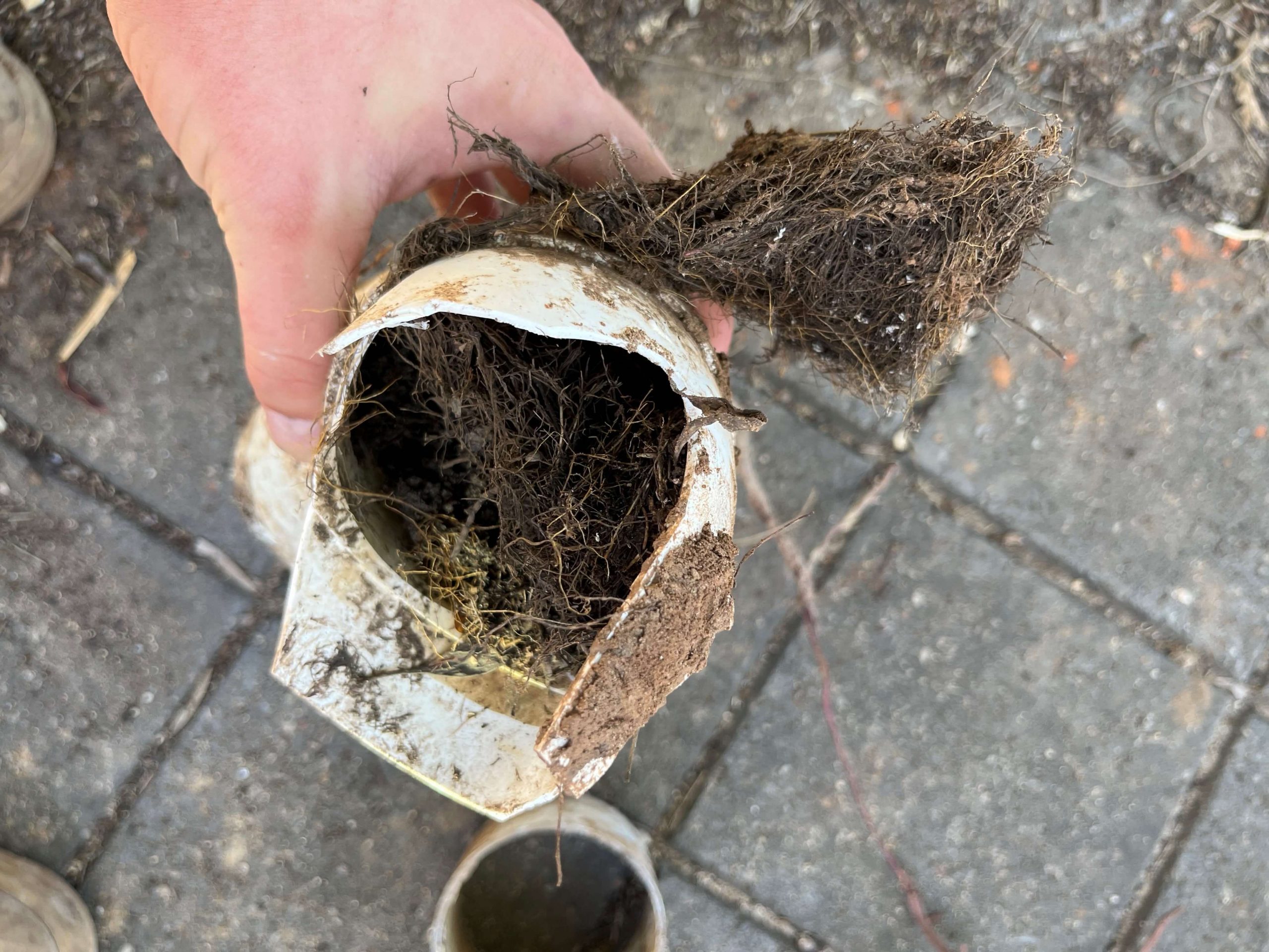 Tree roots blocking drains