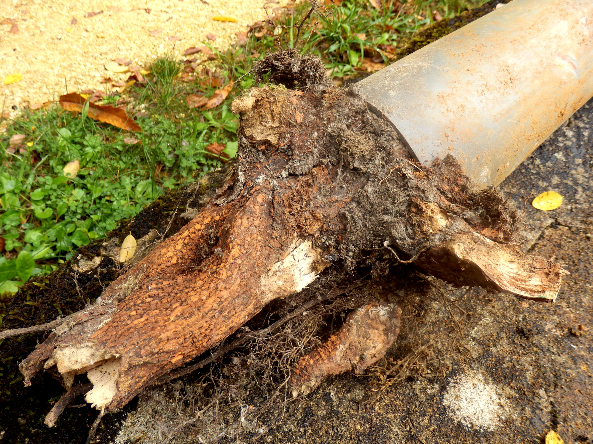 Tree root obstruction removed from outdoor pipe